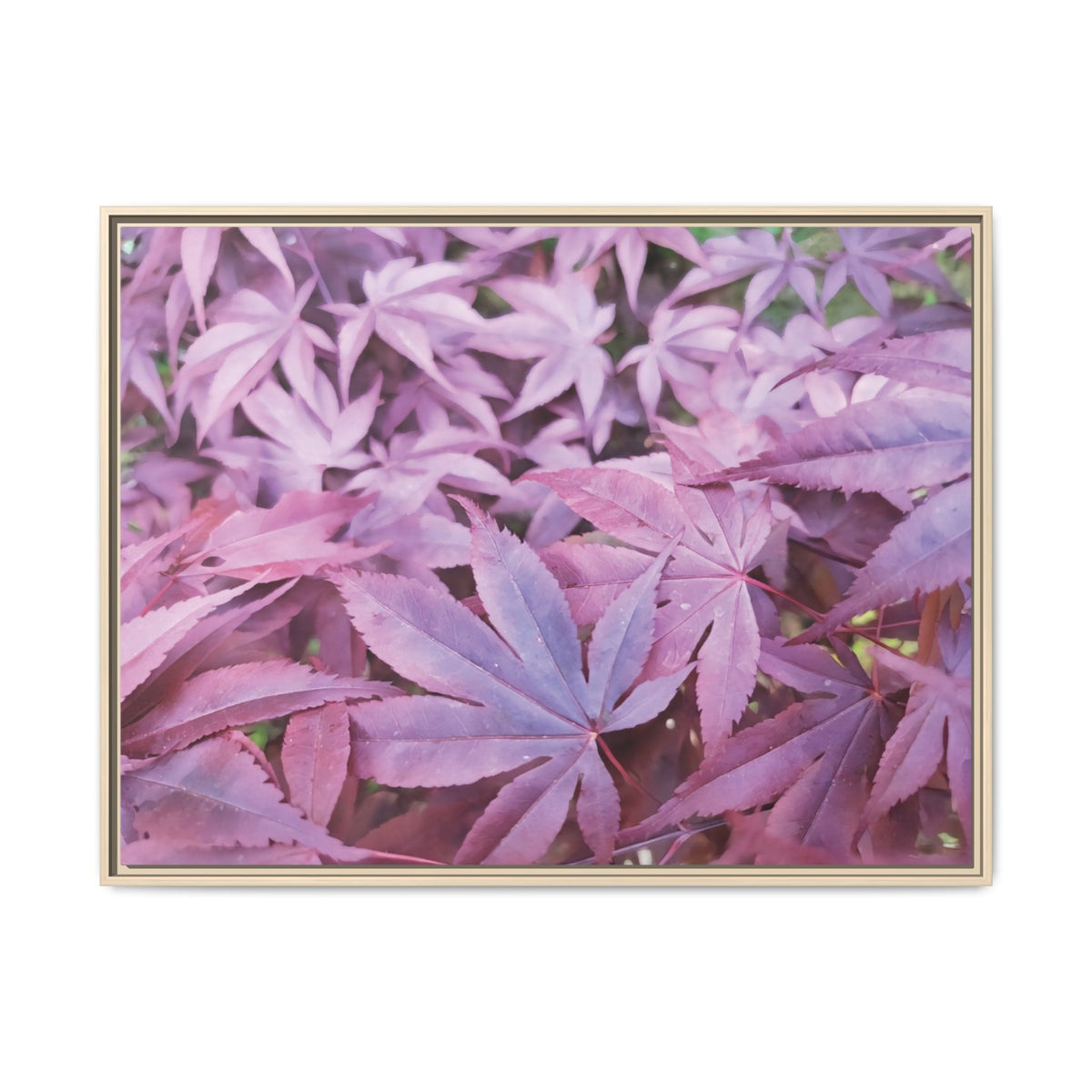 Acer Palmatum | Framed Canvas
