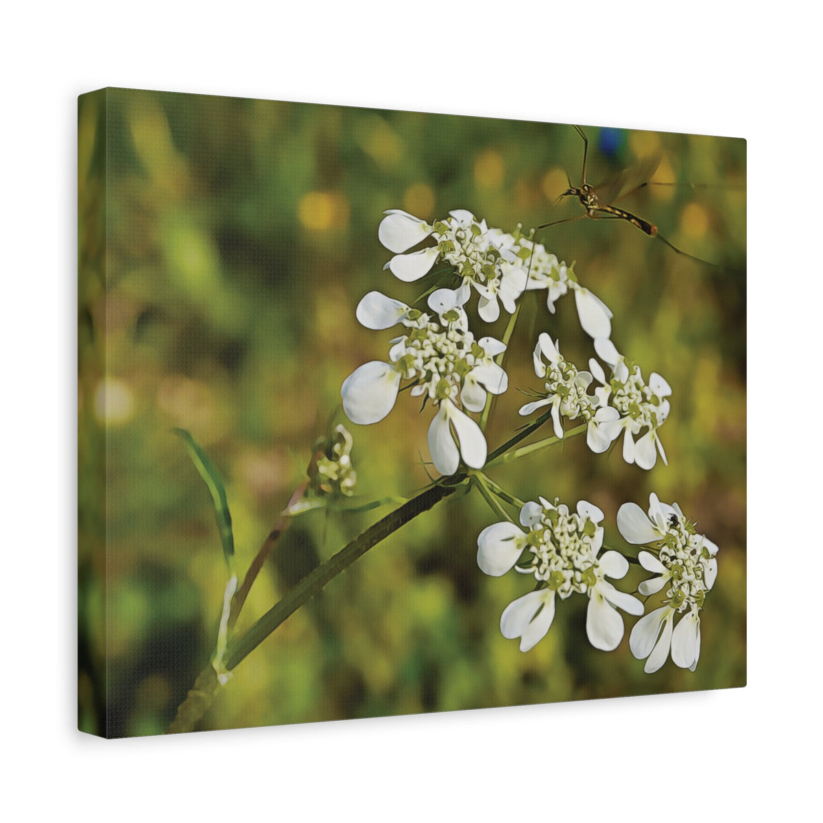 Stretched Matte Canvas - Flower with a small insect