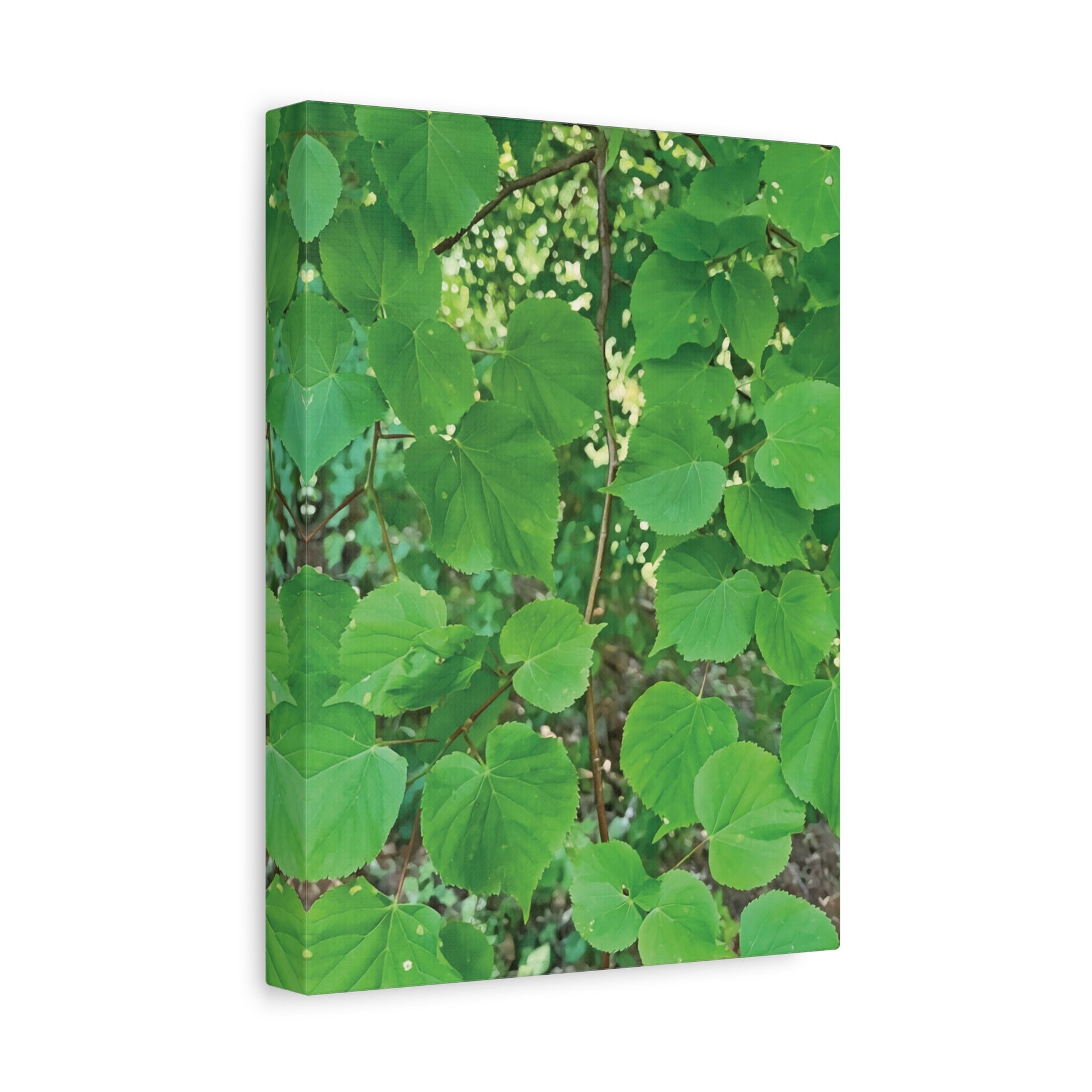 Stretched Matte Canvas - Tilia Tree Leaves