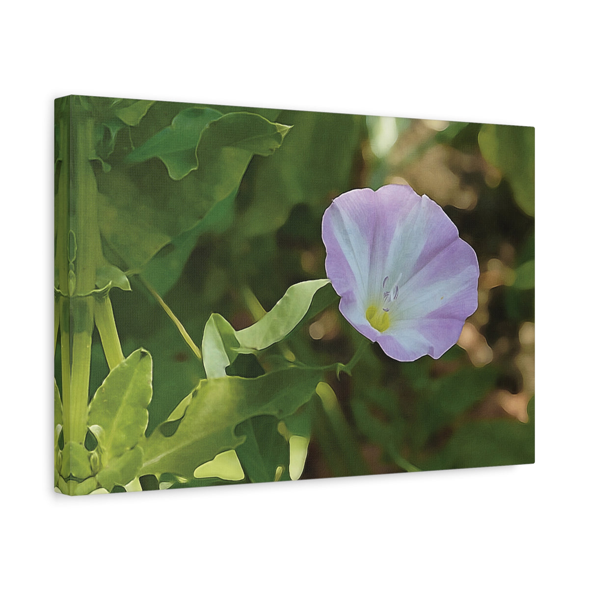 Stretched Matte Canvas - Flower of Convolvulus Arvensis/Vilucchio