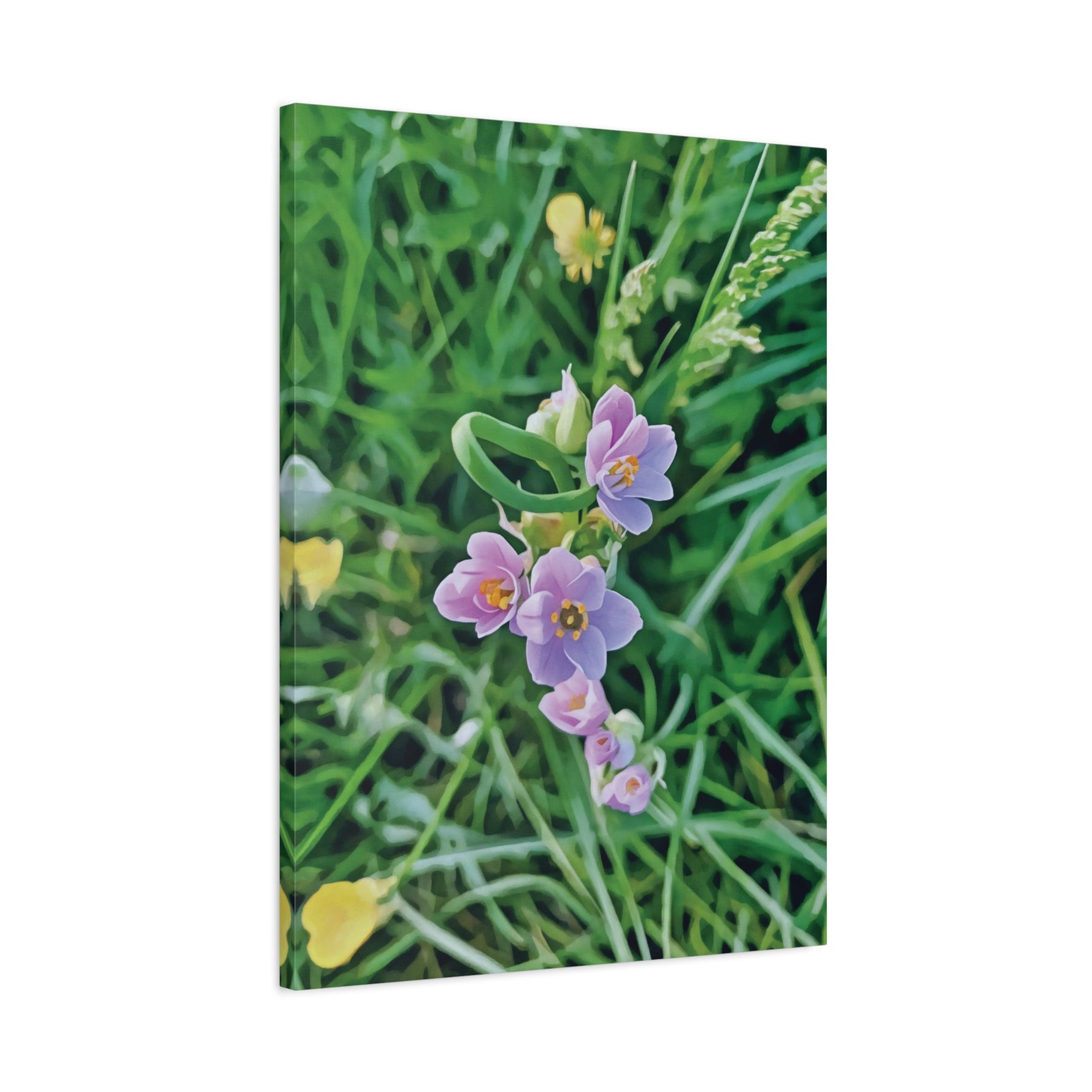 Stretched Matte Canvas - Flower of Allium Roseum