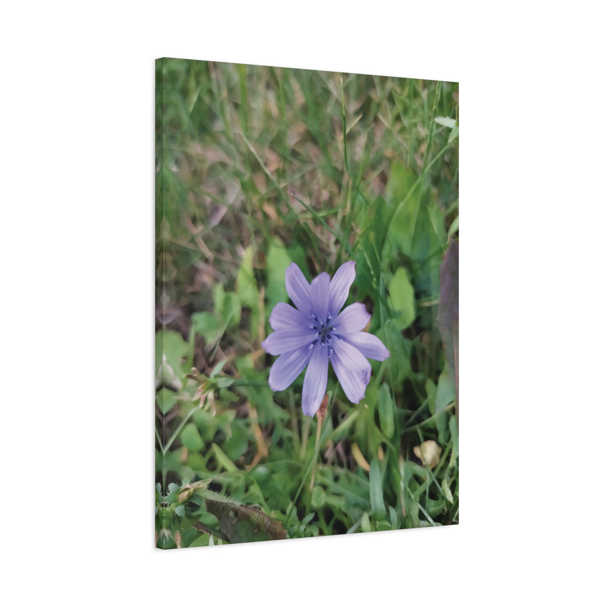 Stretched Matte Canvas - Flower of Cicoria