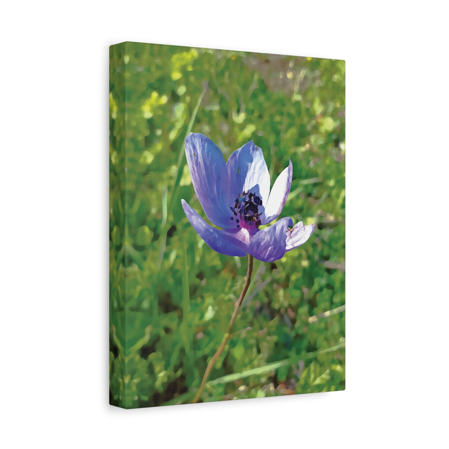 Stretched Matte Canvas - Flower of Anemone