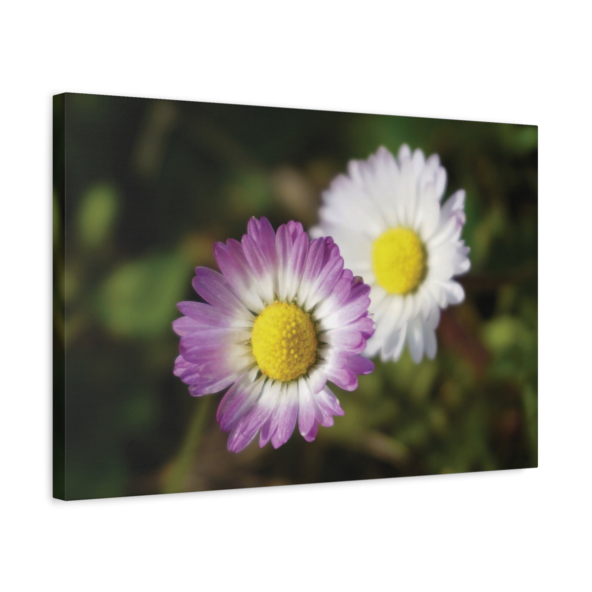 Stretched Matte Canvas - Flower of Daisies