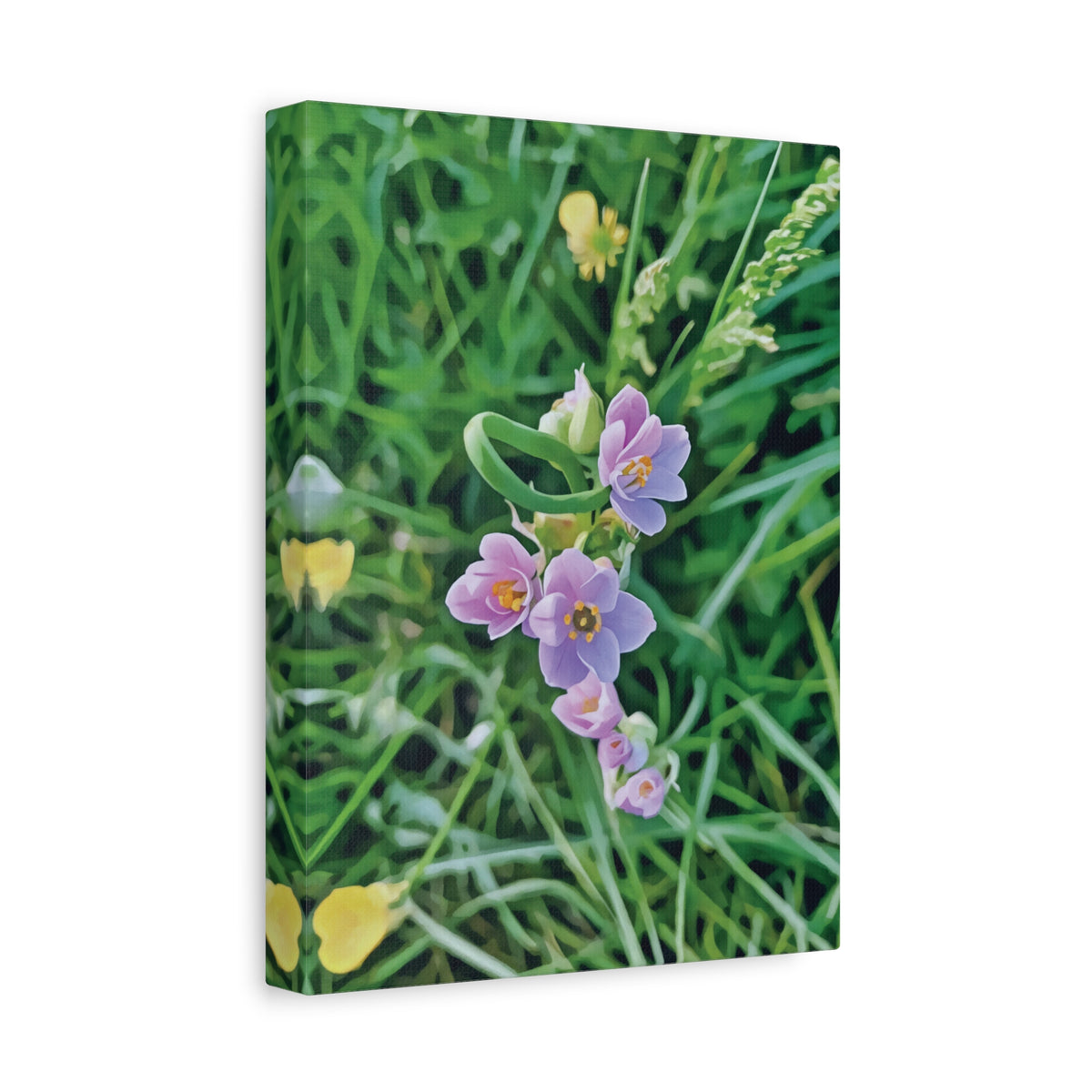 Stretched Matte Canvas - Flower of Allium Roseum