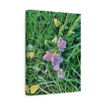 Stretched Matte Canvas - Flower of Allium Roseum