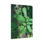 Stretched Matte Canvas - Castanea Tree Leaves