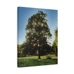 Stretched Matte Canvas - Tree in a lawn (Variant 1)