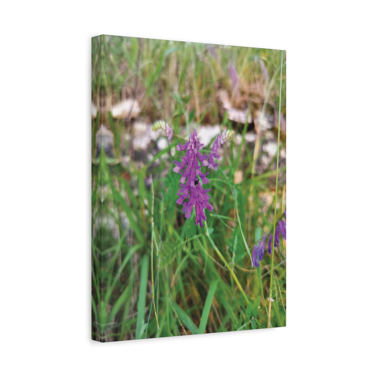 Stretched Matte Canvas - Flower of Vicia