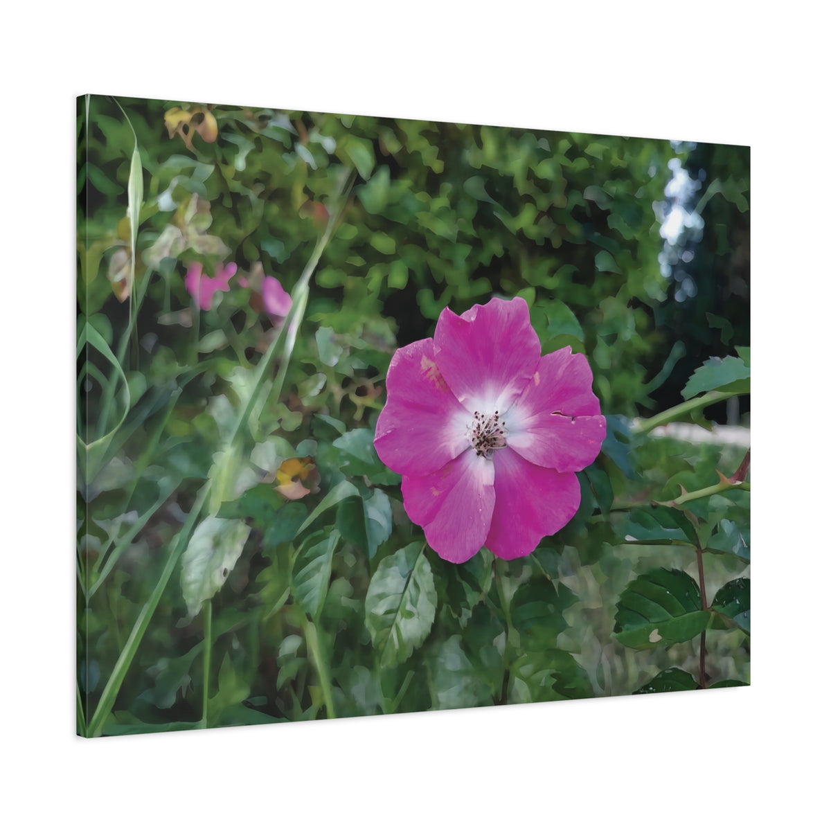 Stretched Matte Canvas - Flower of Rosa Pendulina