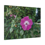 Stretched Matte Canvas - Flower of Rosa Pendulina