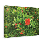 Stretched Matte Canvas - Flower of Melograno (Punica Granatum)