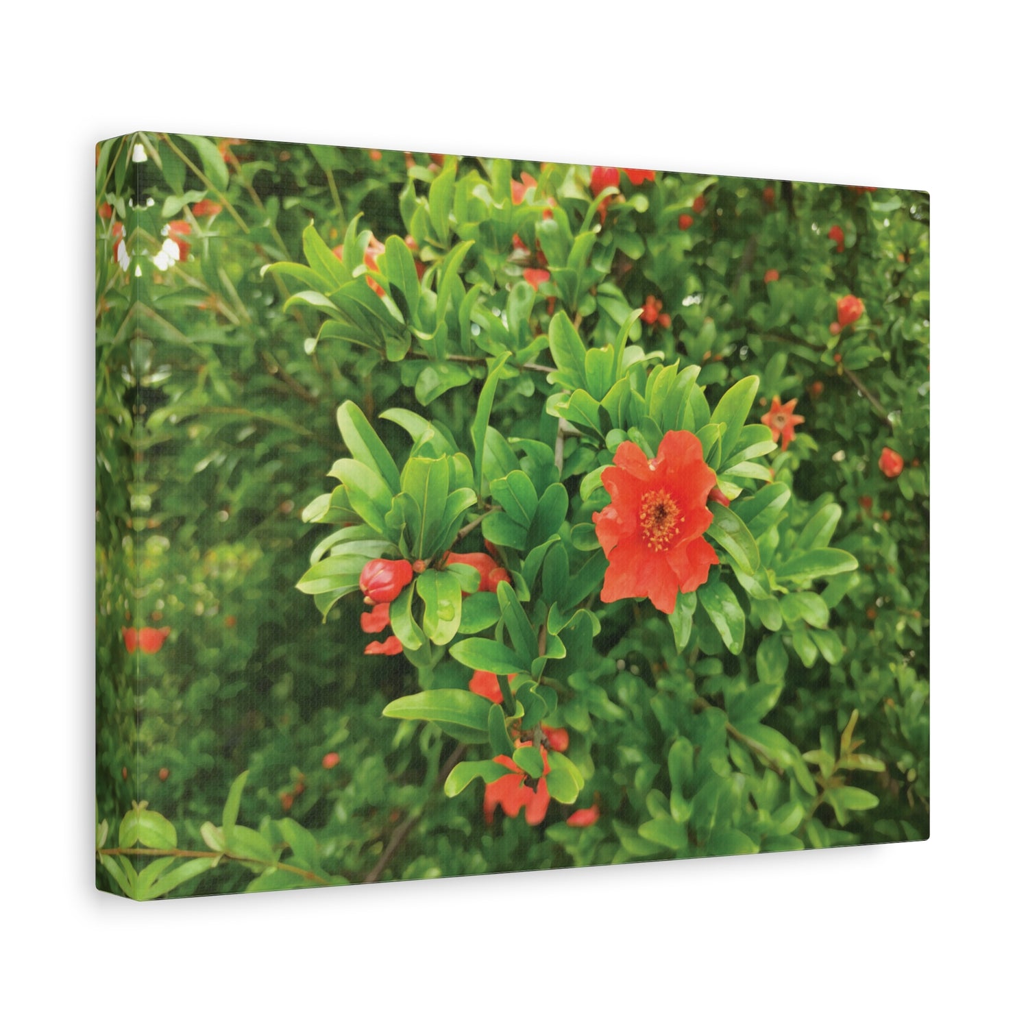 Stretched Matte Canvas - Flower of Melograno (Punica Granatum)