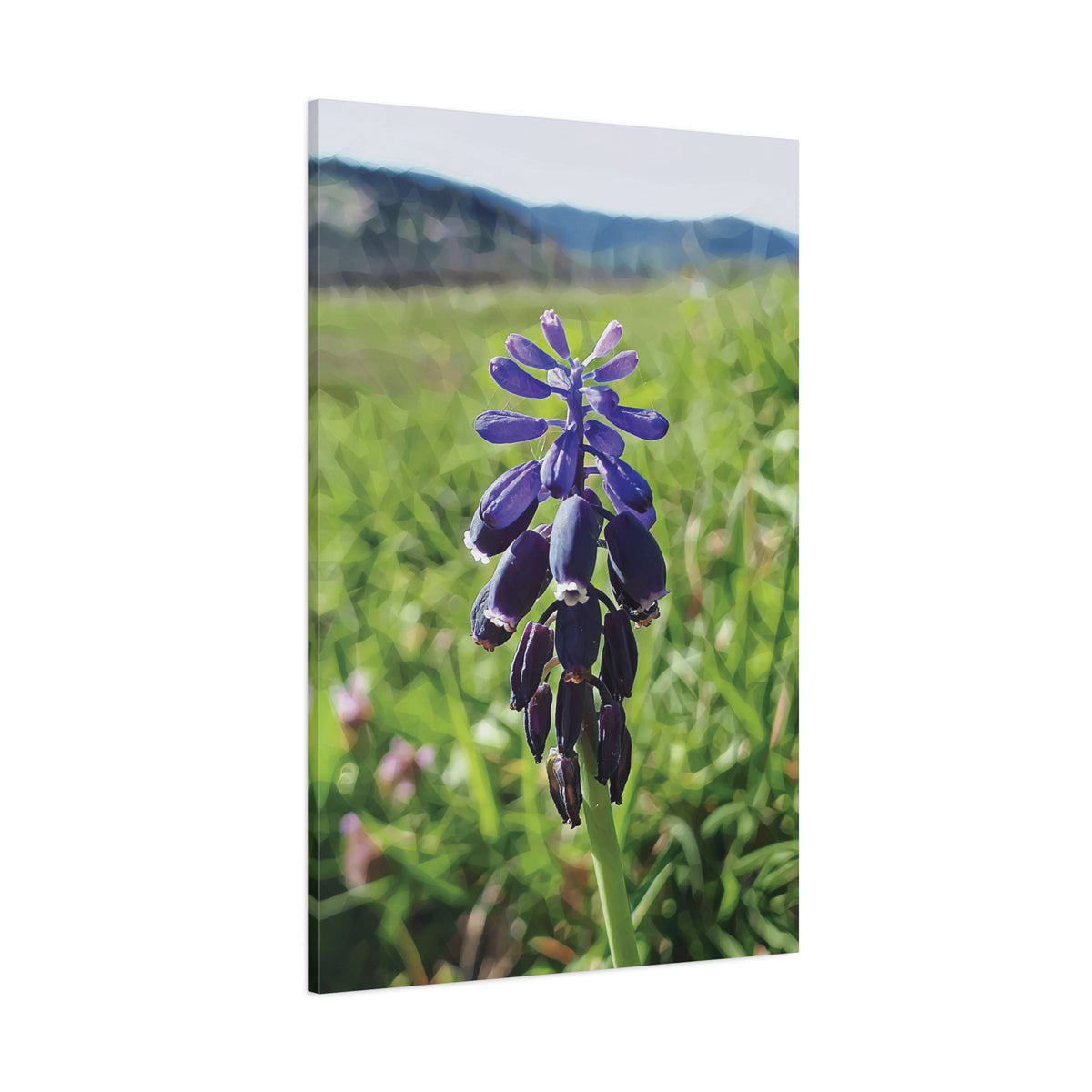 Stretched Matte Canvas - Poly Art - Flower of Muscari