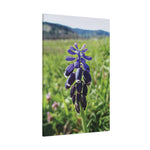 Stretched Matte Canvas - Poly Art - Flower of Muscari