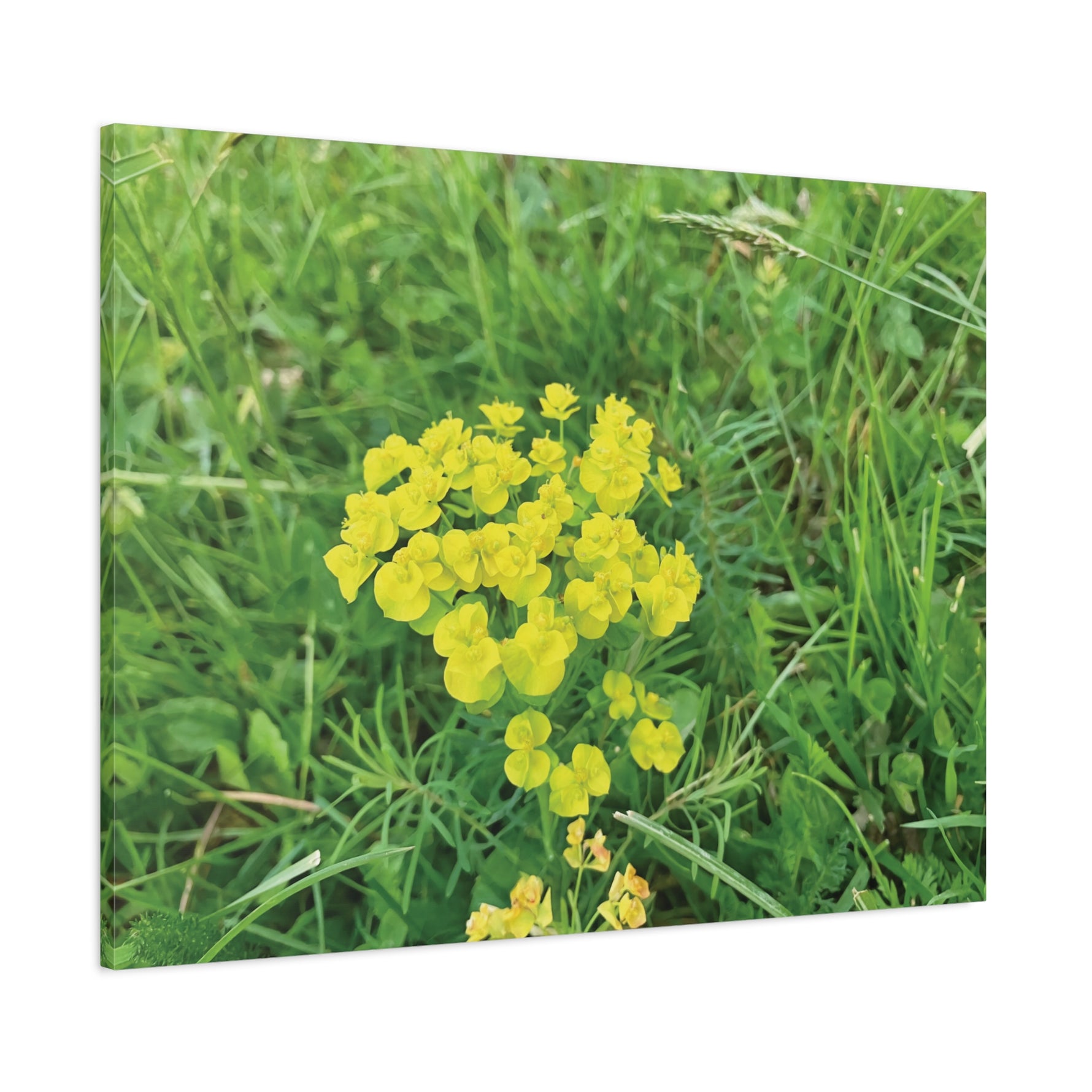 Stretched Matte Canvas - Flower of Euphorbia Cyparissias