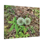 Stretched Matte Canvas - Flower of Tarassaco (Soffione)