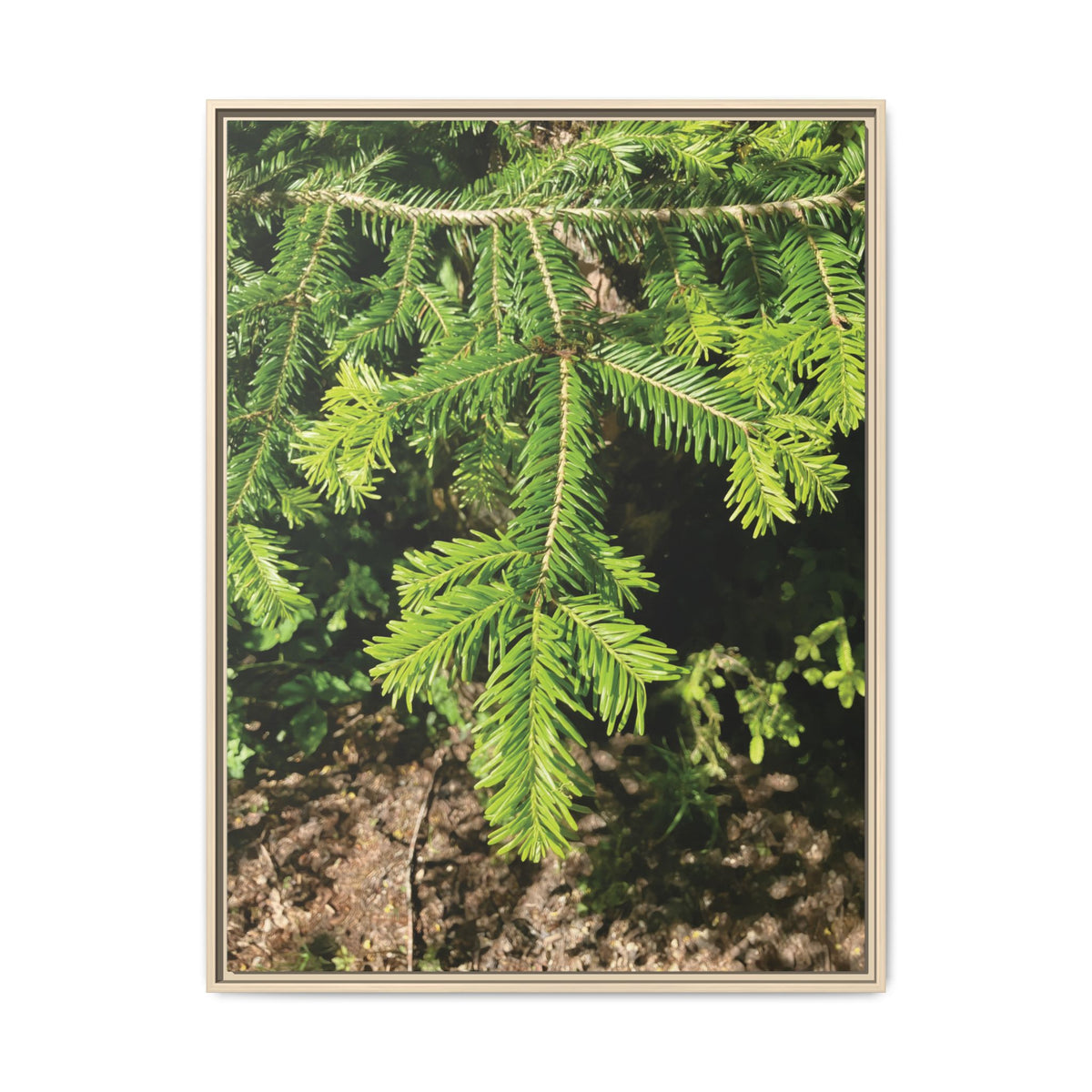 Abies Alba | Framed Canvas