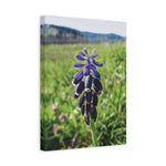 Stretched Matte Canvas - Poly Art - Flower of Muscari
