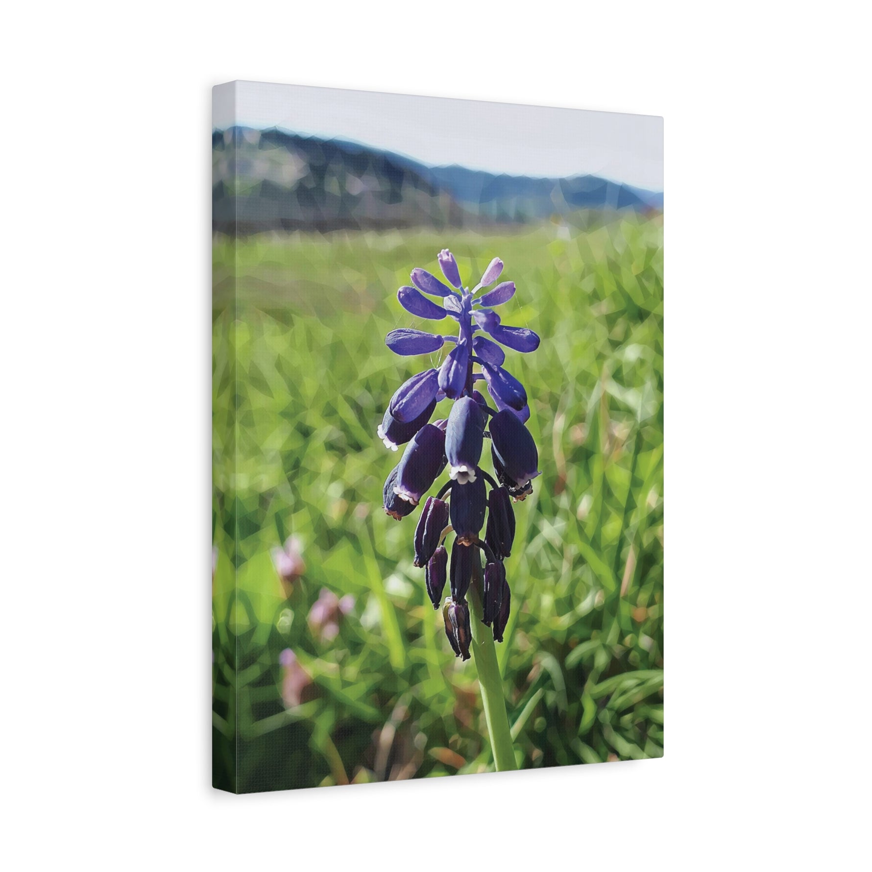 Stretched Matte Canvas - Poly Art - Flower of Muscari