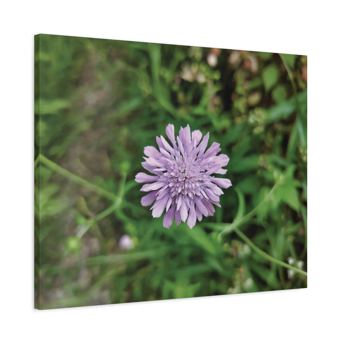 Stretched Matte Canvas - Flower of Knautia Integrifolia (Ambretta annuale)