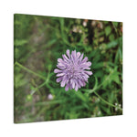 Stretched Matte Canvas - Flower of Knautia Integrifolia (Ambretta annuale)