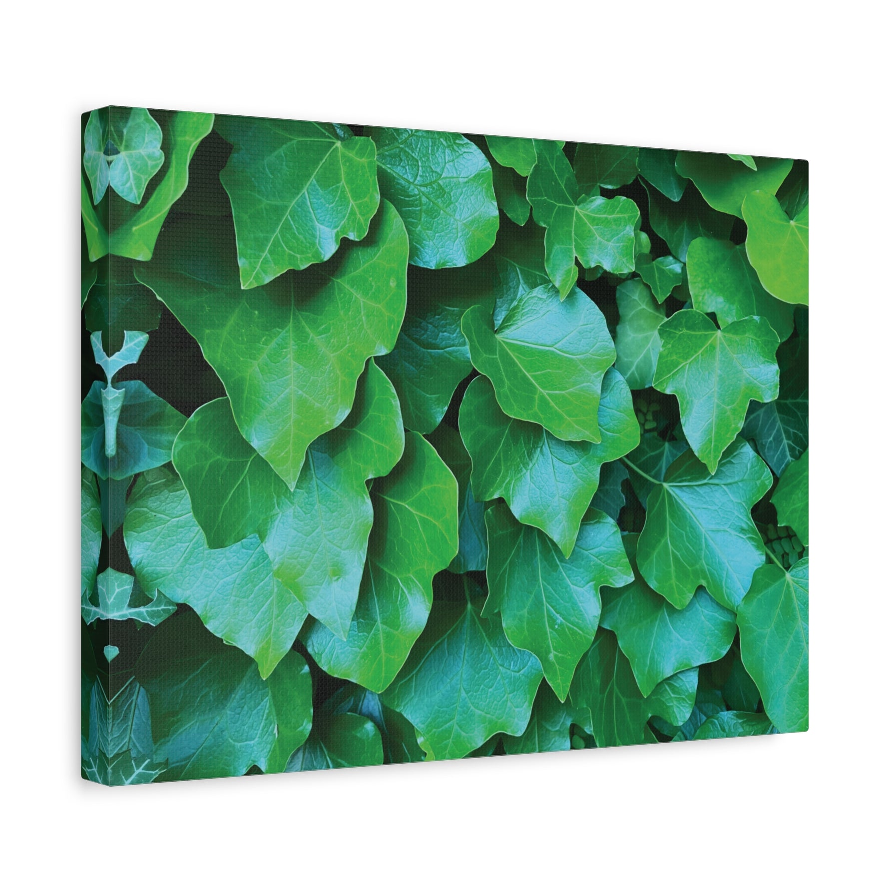 Stretched Matte Canvas - Hedera Helix Leaves