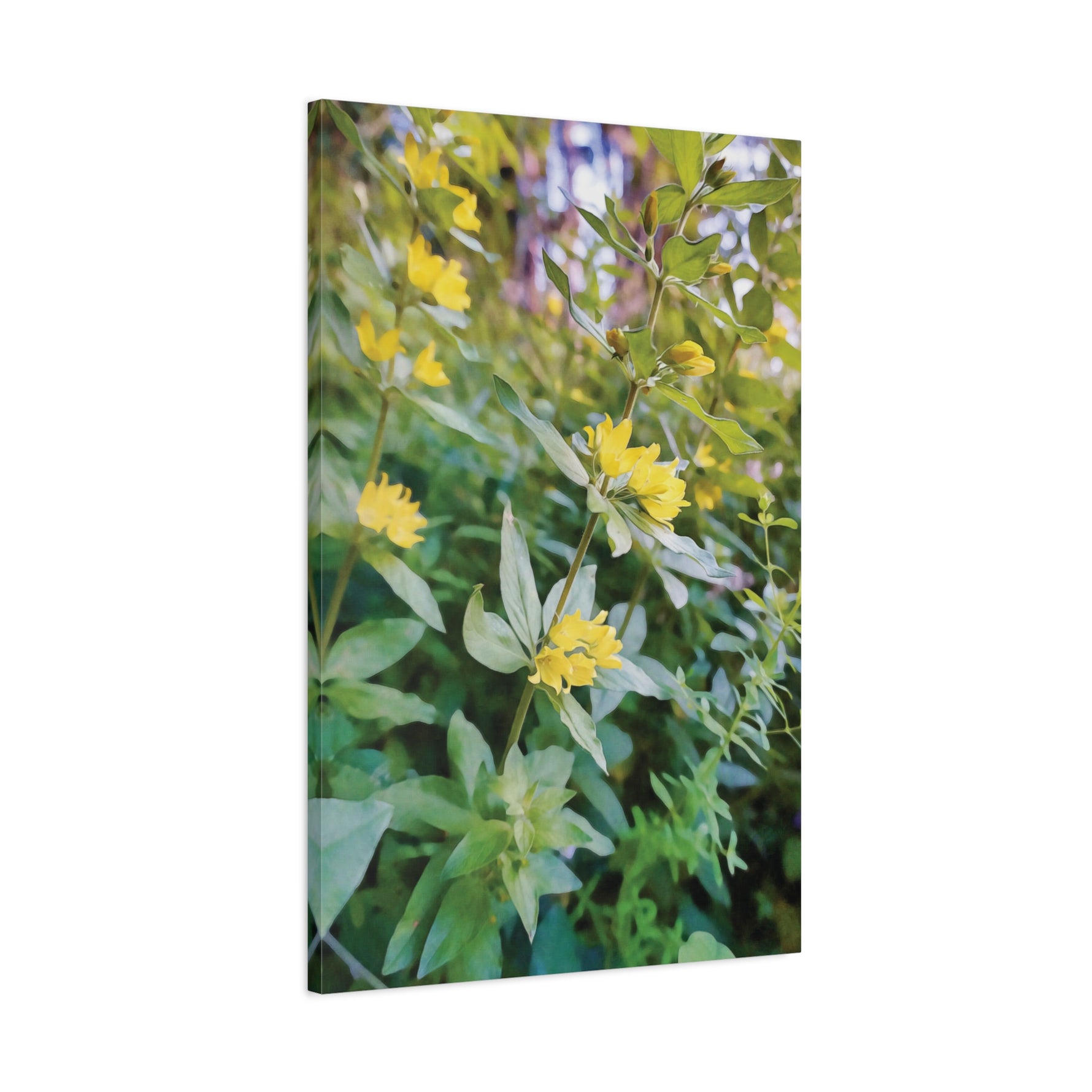 Stretched Matte Canvas - Flower of Lysimachia