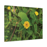 Stretched Matte Canvas - Flower of Crisantemo Campestre (Glebionis Segetum)