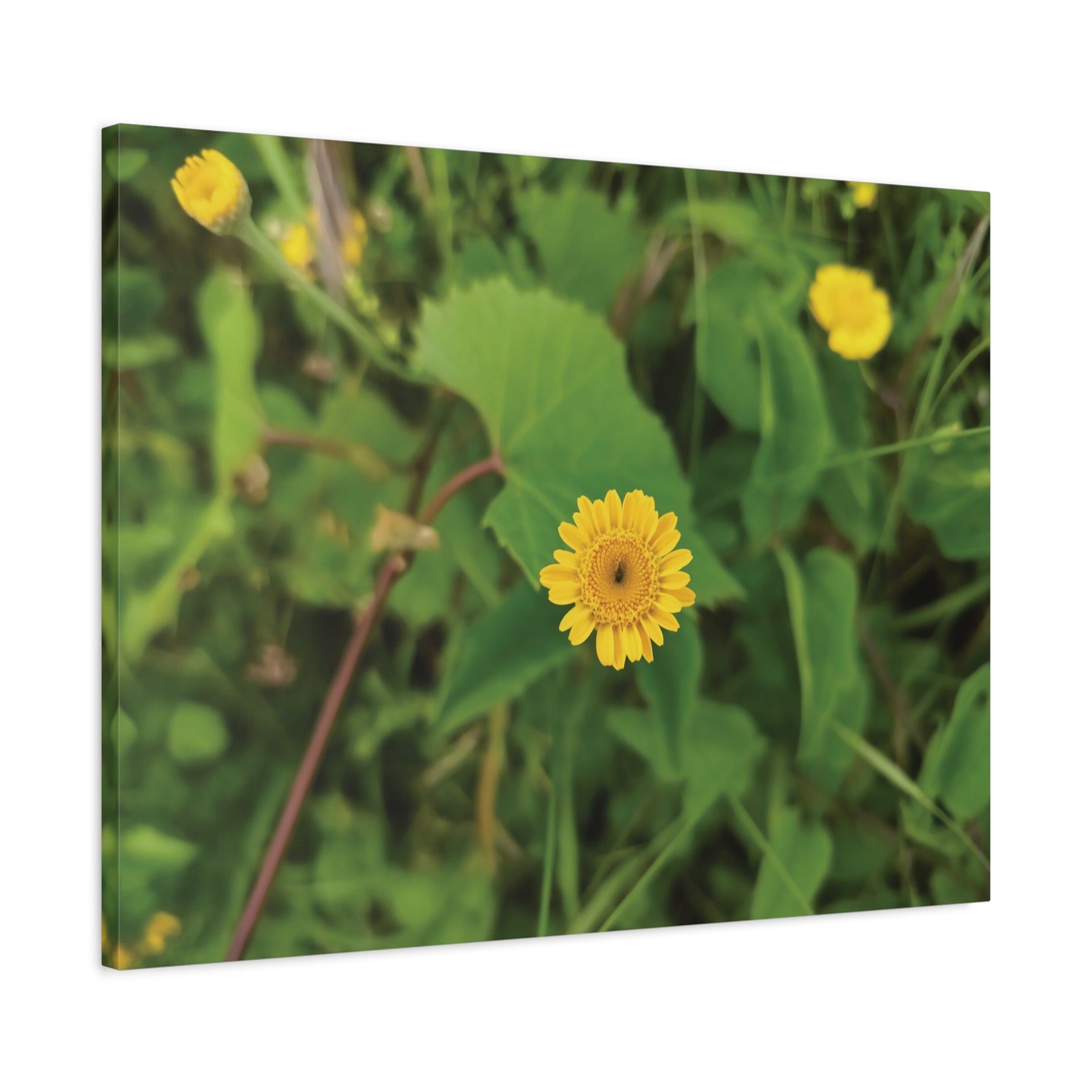 Stretched Matte Canvas - Flower of Crisantemo Campestre (Glebionis Segetum)