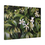 Stretched Matte Canvas - Flower of Gelsomino