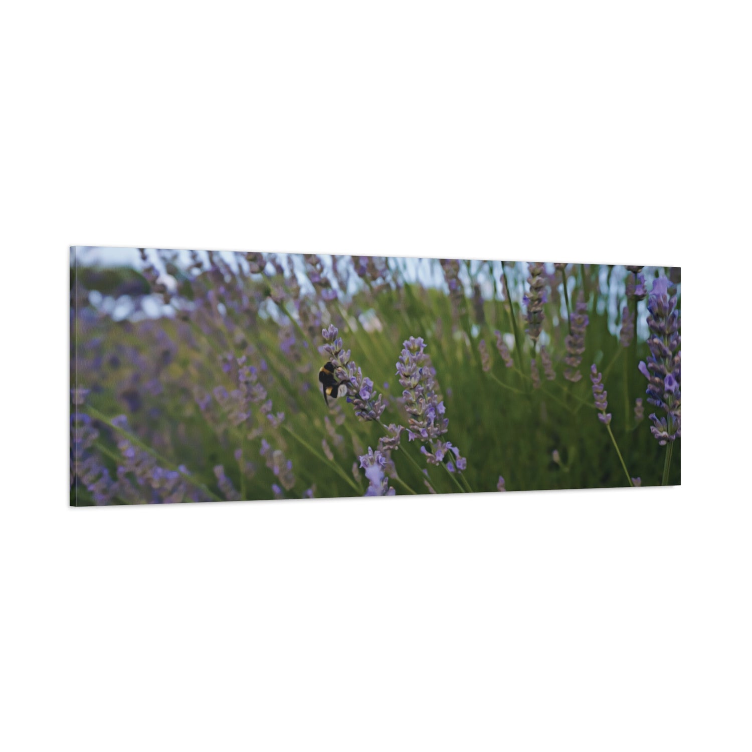Stretched Matte Canvas - Flower of Lavender with Bombus Insect (Variant 2)