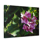 Stretched Matte Canvas - Flower of Ortensia/Hydrangea Macrophylla