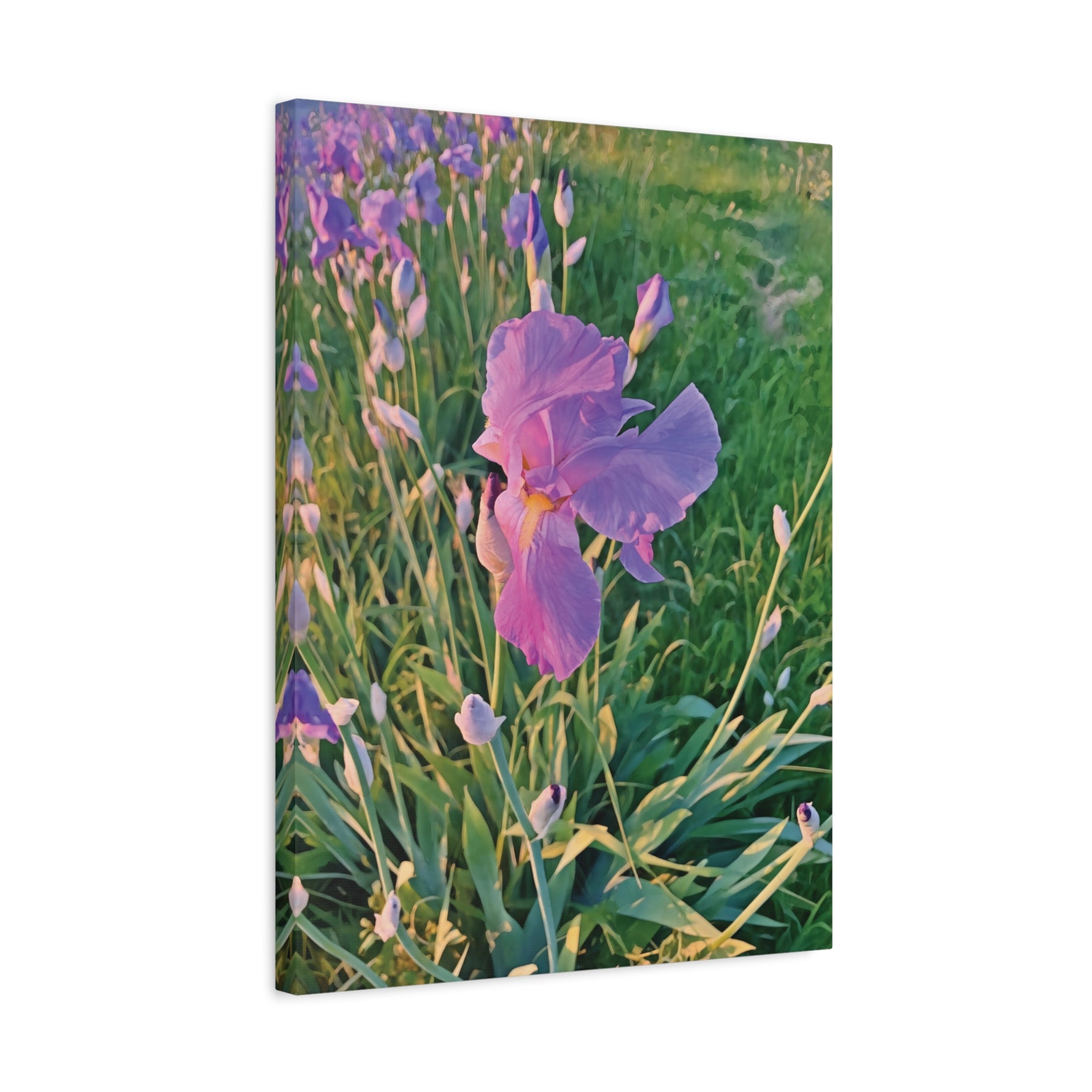 Stretched Matte Canvas - Flower of Iris