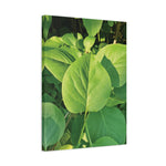 Stretched Matte Canvas - Syringa vulgaris Leaves