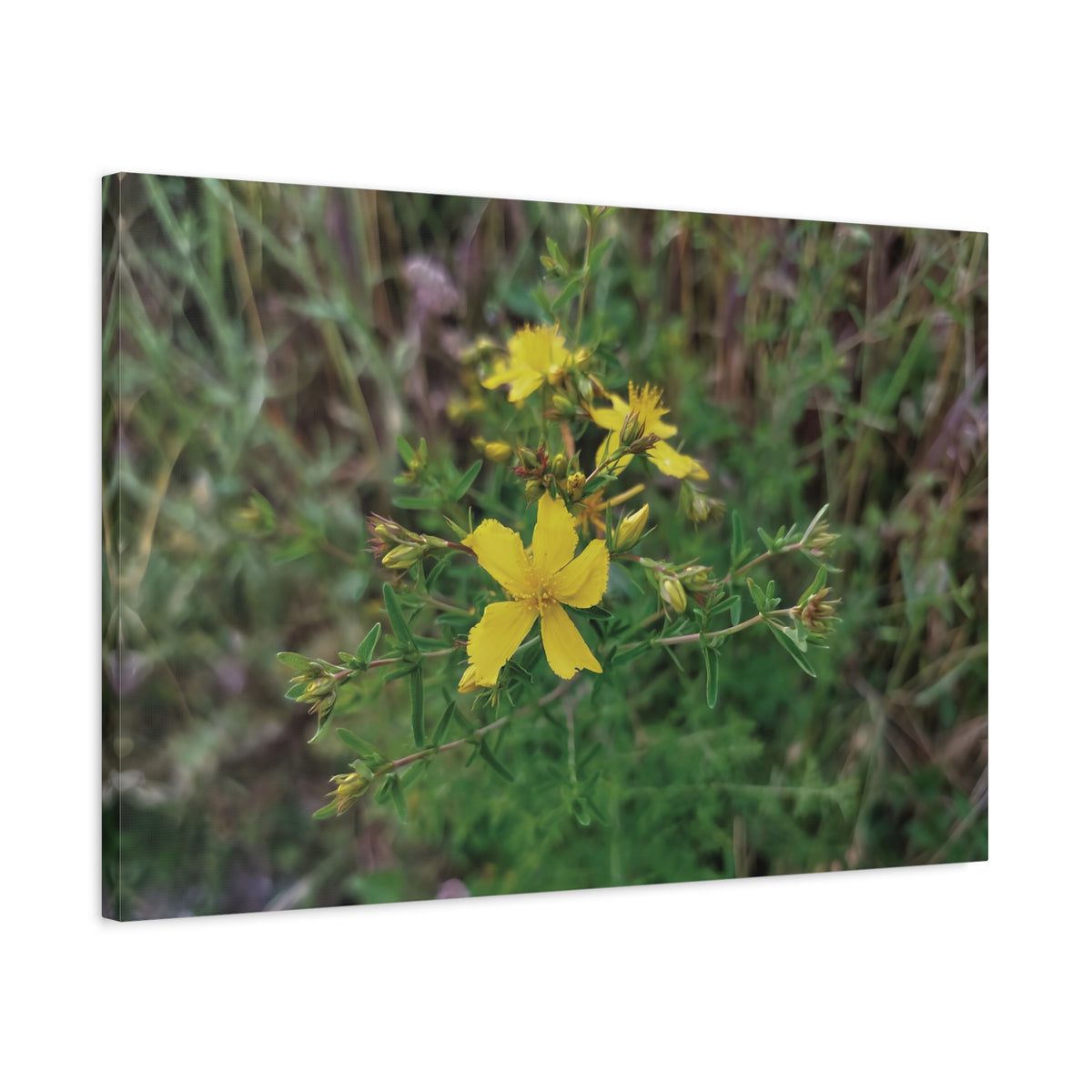 Stretched Matte Canvas - Flower of Hypericum Perforatum