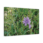 Stretched Matte Canvas - Flower of Malva Sylvestris