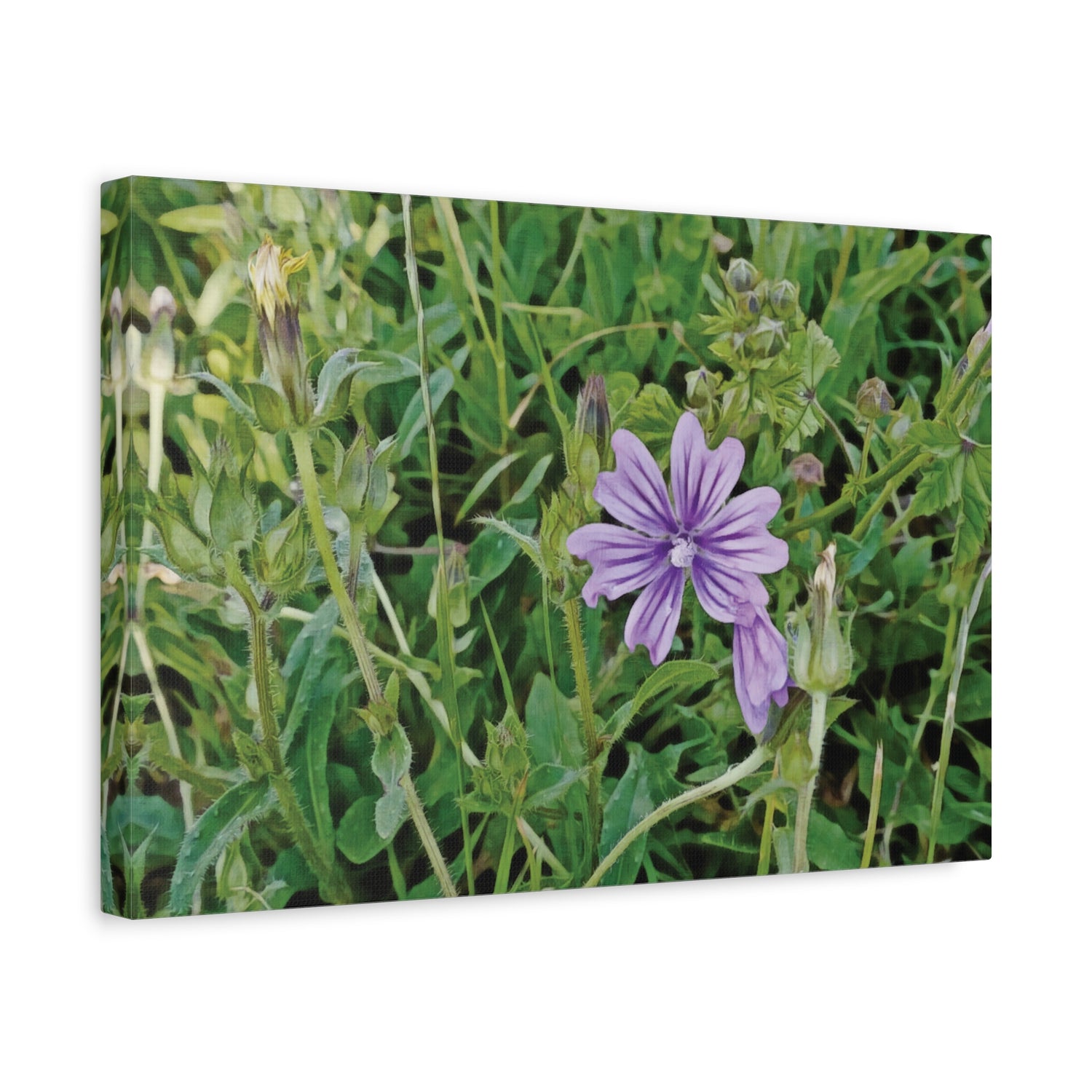 Stretched Matte Canvas - Flower of Malva Sylvestris