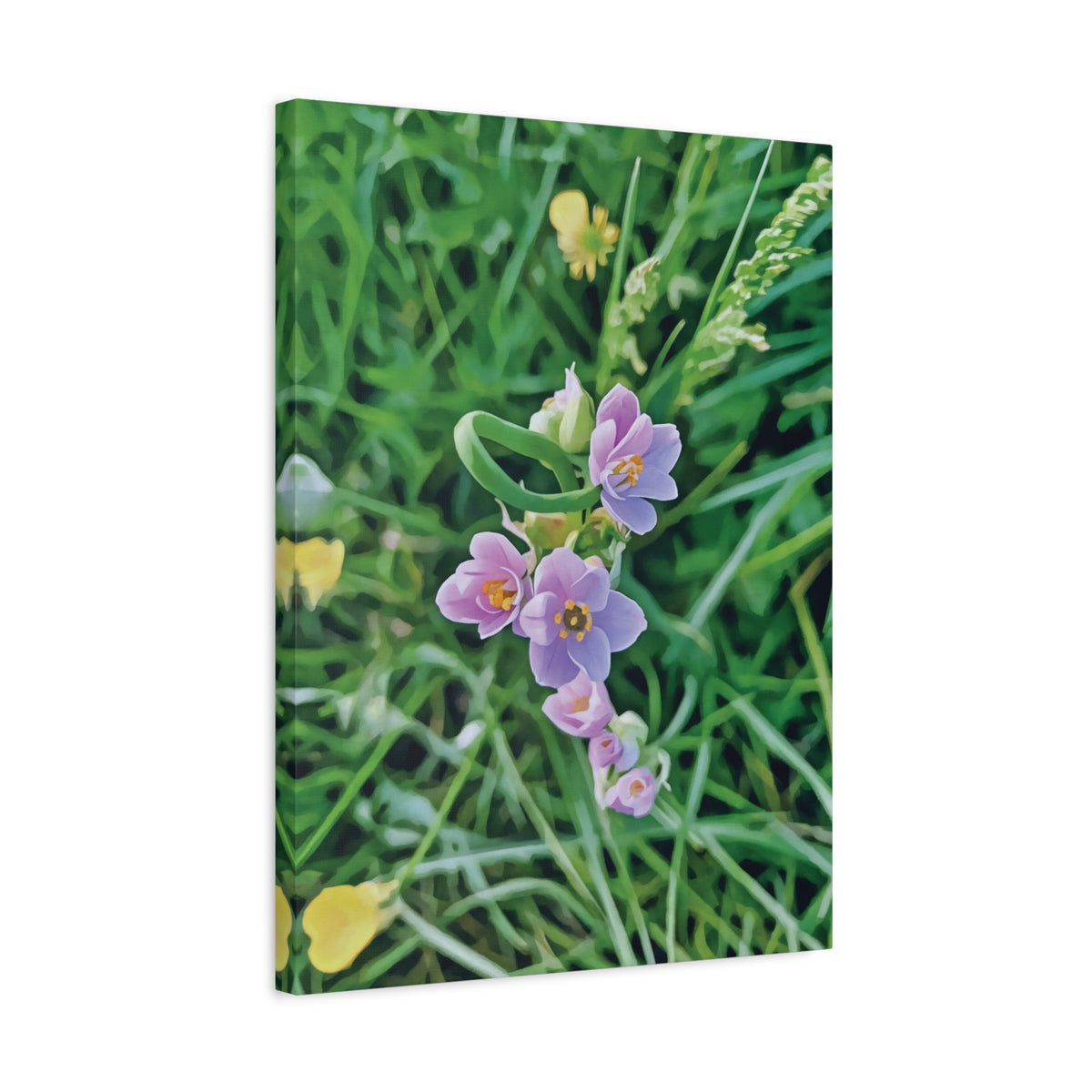 Stretched Matte Canvas - Flower of Allium Roseum