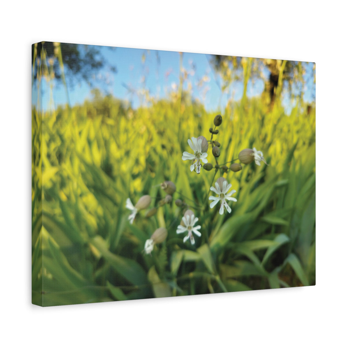 Stretched Matte Canvas - Flower of Silene Vulgaris