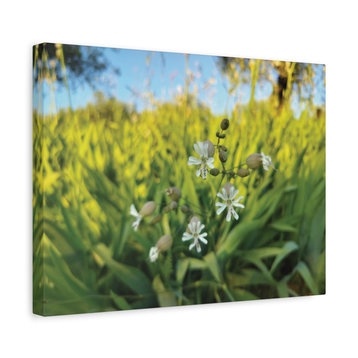 Stretched Matte Canvas - Flower of Silene Vulgaris