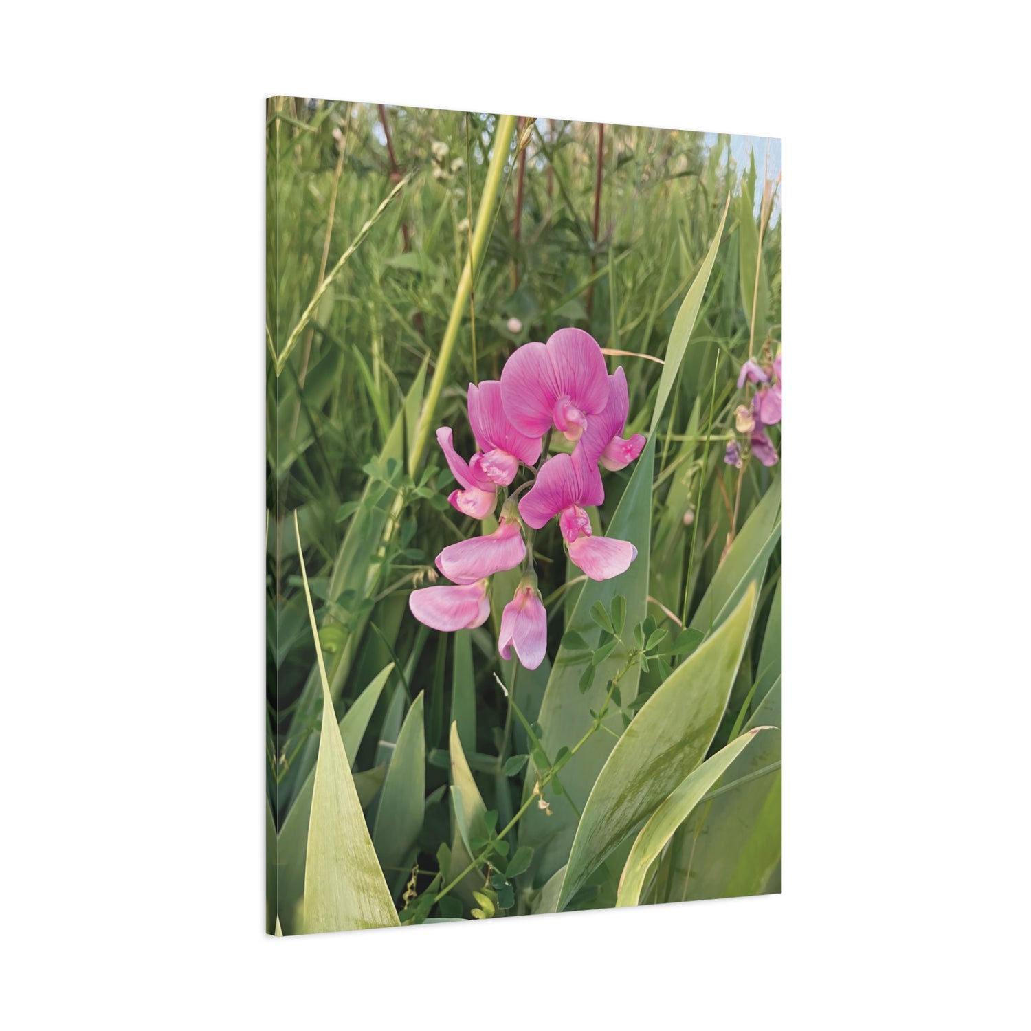 Stretched Matte Canvas - Flower of Lathyrus