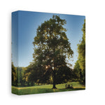 Stretched Matte Canvas - Tree in a lawn (Variant 1)
