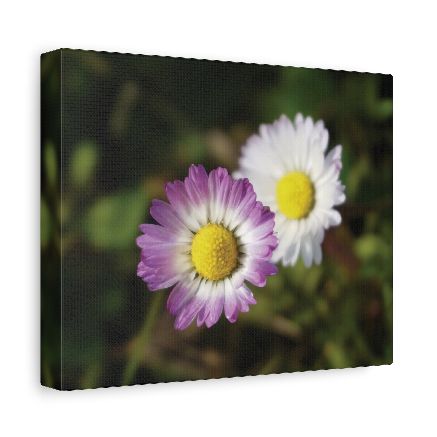 Stretched Matte Canvas - Flower of Daisies