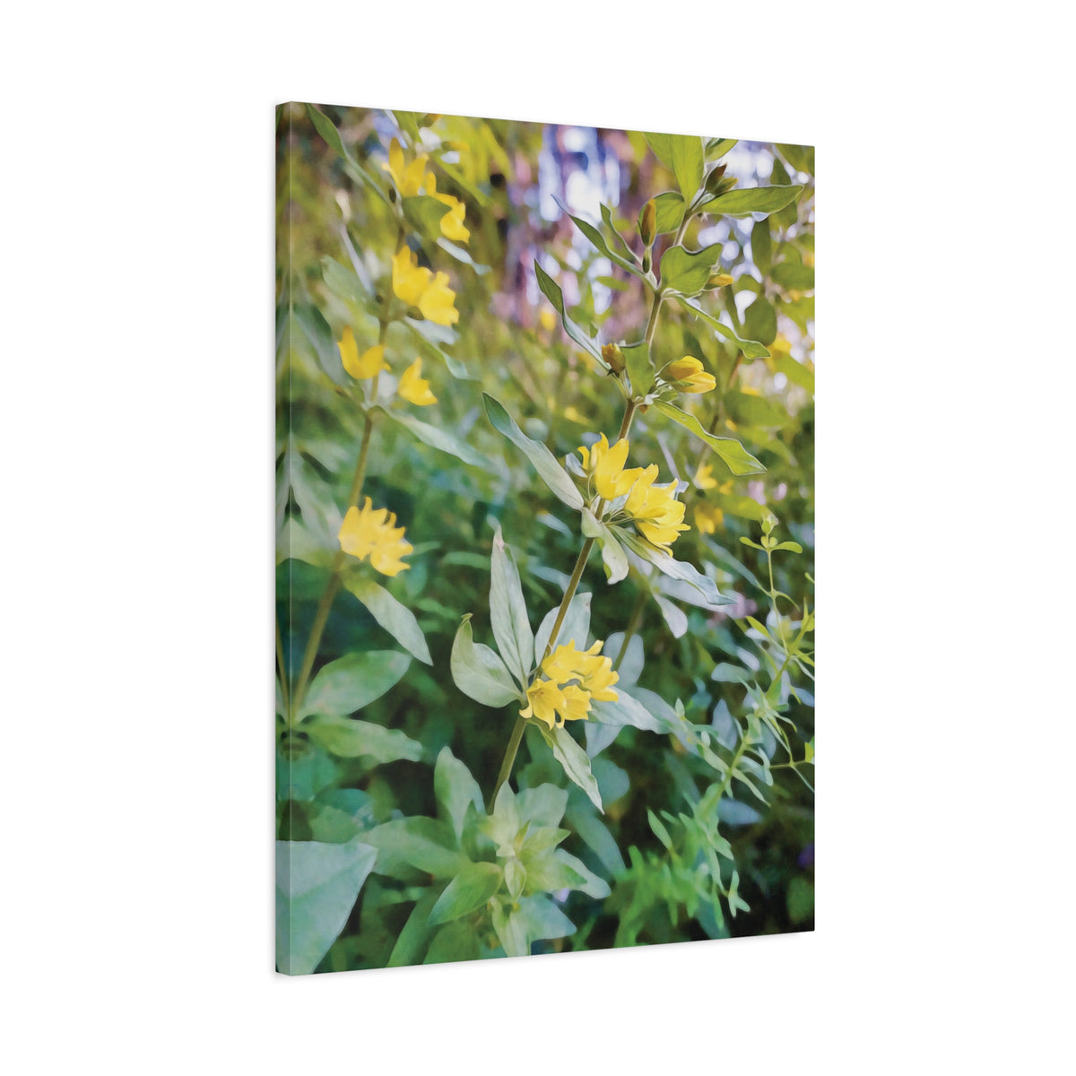 Stretched Matte Canvas - Flower of Lysimachia