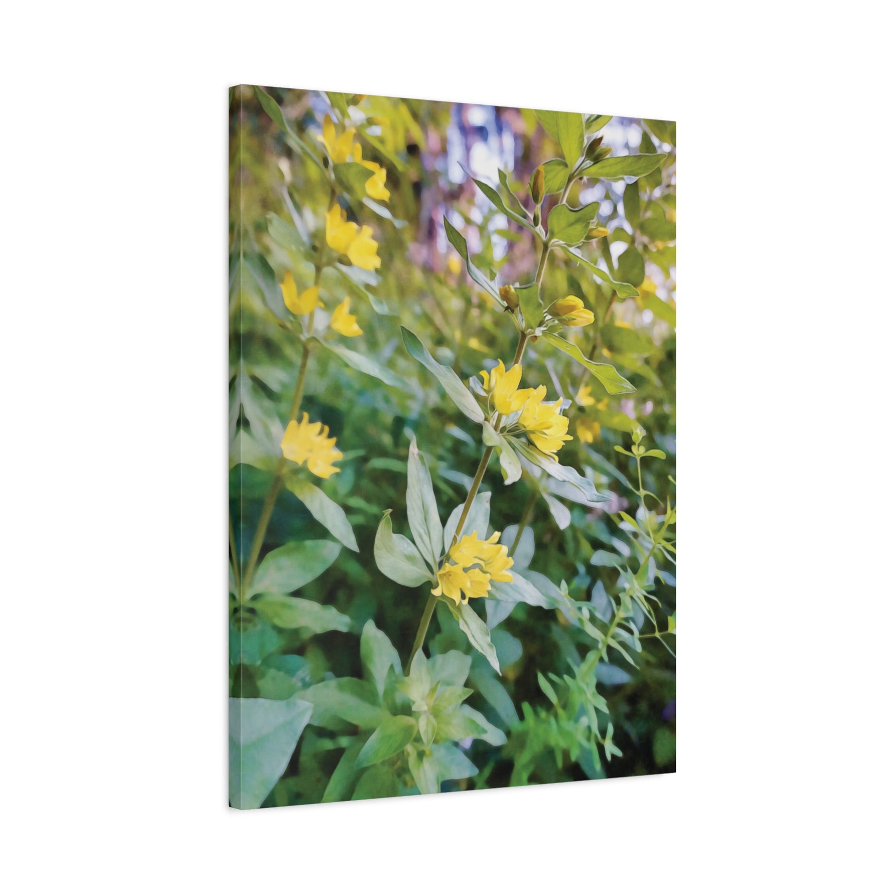 Stretched Matte Canvas - Flower of Lysimachia