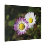 Stretched Matte Canvas - Flower of Daisies