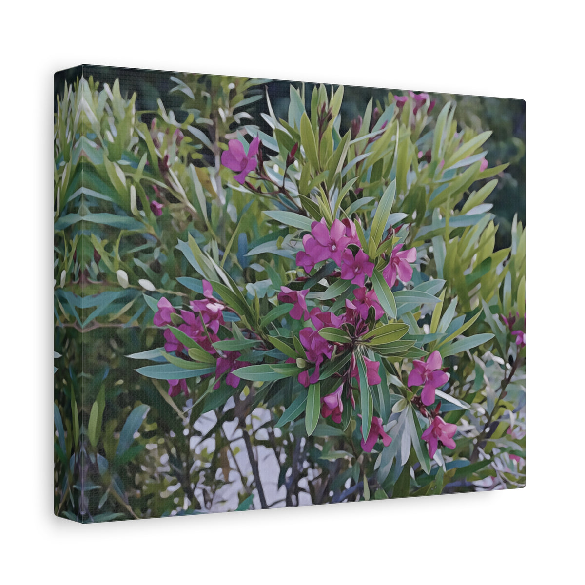 Stretched Matte Canvas - Flower of Oleander