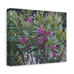 Stretched Matte Canvas - Flower of Oleander