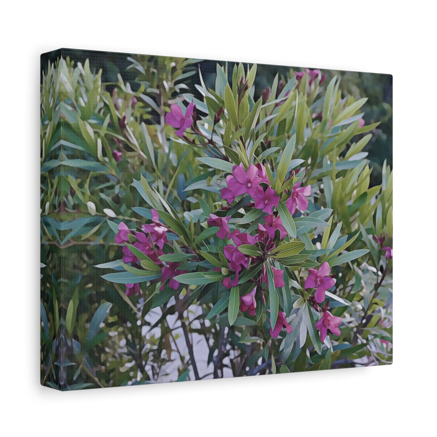 Stretched Matte Canvas - Flower of Oleander
